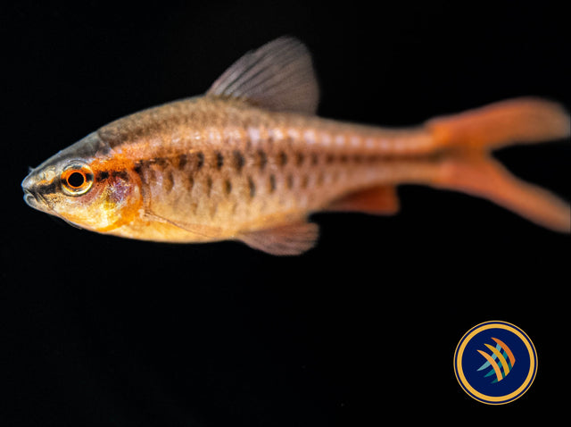 Longfin Cherry Barb (Puntius titteya) | Goldfish Barbs & Minnows | Largest Tropical Fish Selection at Your Local Fish Store