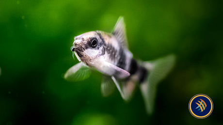 Melon Barb (Haludaria Faciatus) Aquarium Glaser | Goldfish Barbs & Minnows | Largest Tropical Fish Selection at Your Local Fish Store