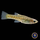 Metallic Livebearer / Black Chin (Girardinus metallicus) Aquarium Glaser Med-Large
