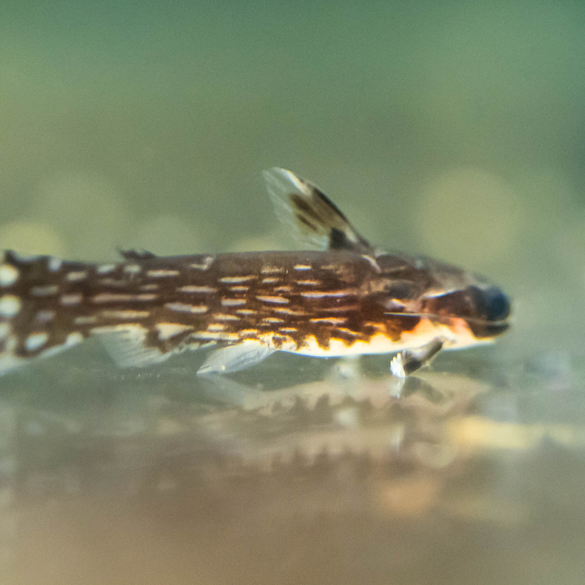 Way Fish Milky Way Wood Catfish (Tatia galaxias) 3-4cm Aquarium Glaser – Your ...