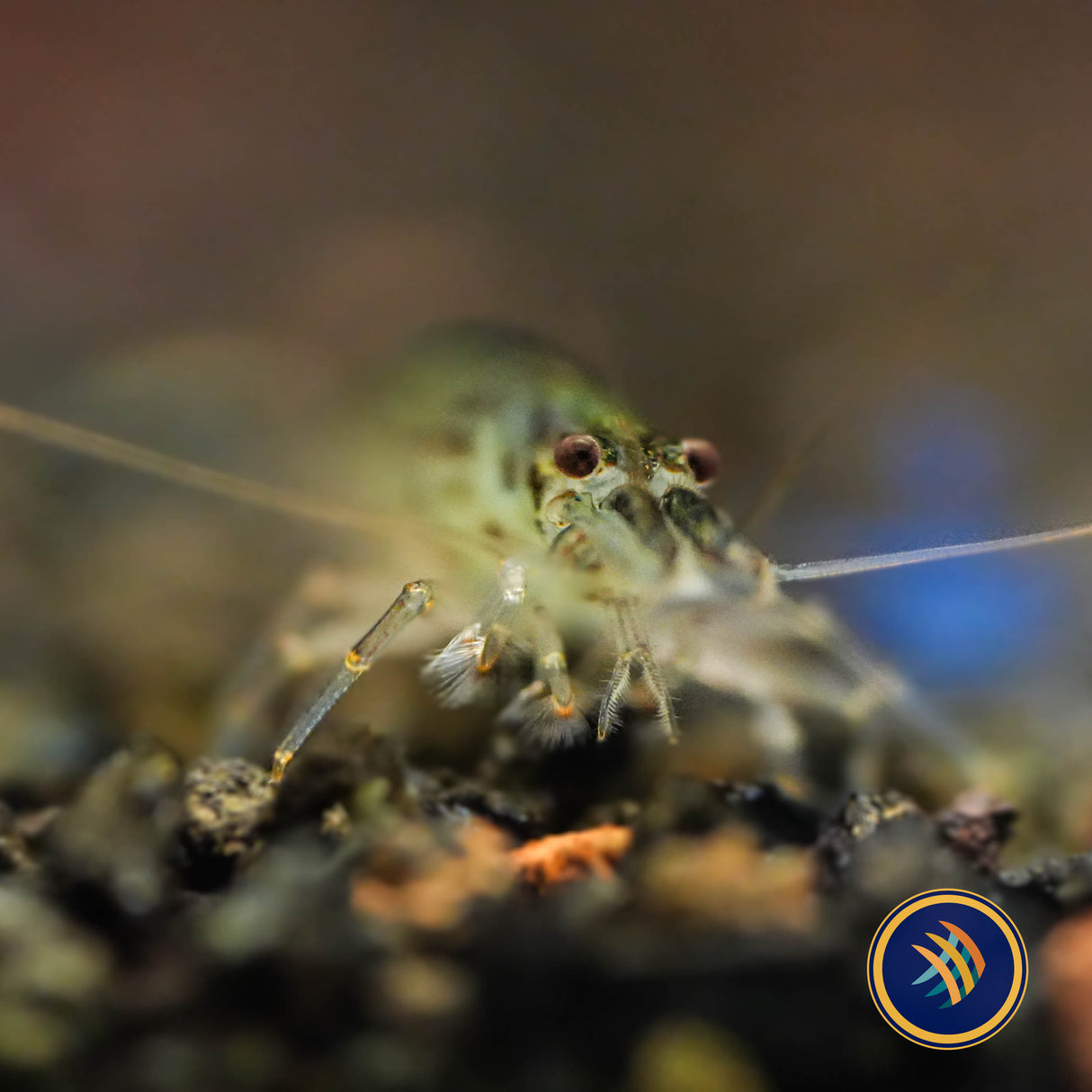Mini Fan Shrimp (atyoida pilipes)