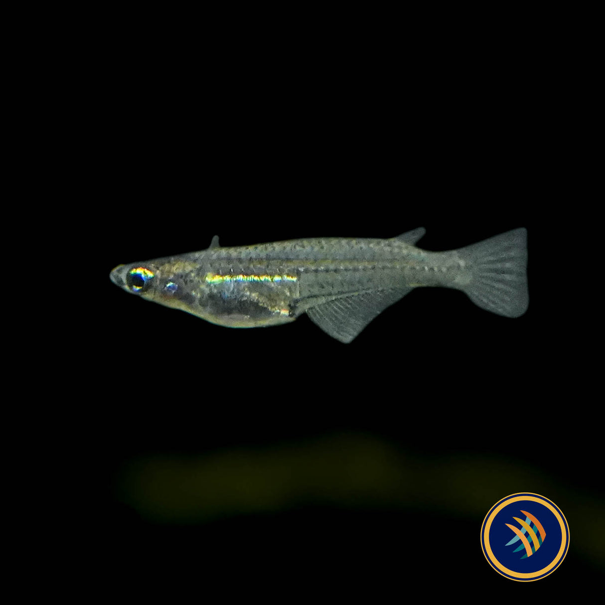 Minute Ricefish (Oryzias minutillus)