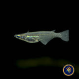 Minute Ricefish (Oryzias minutillus)