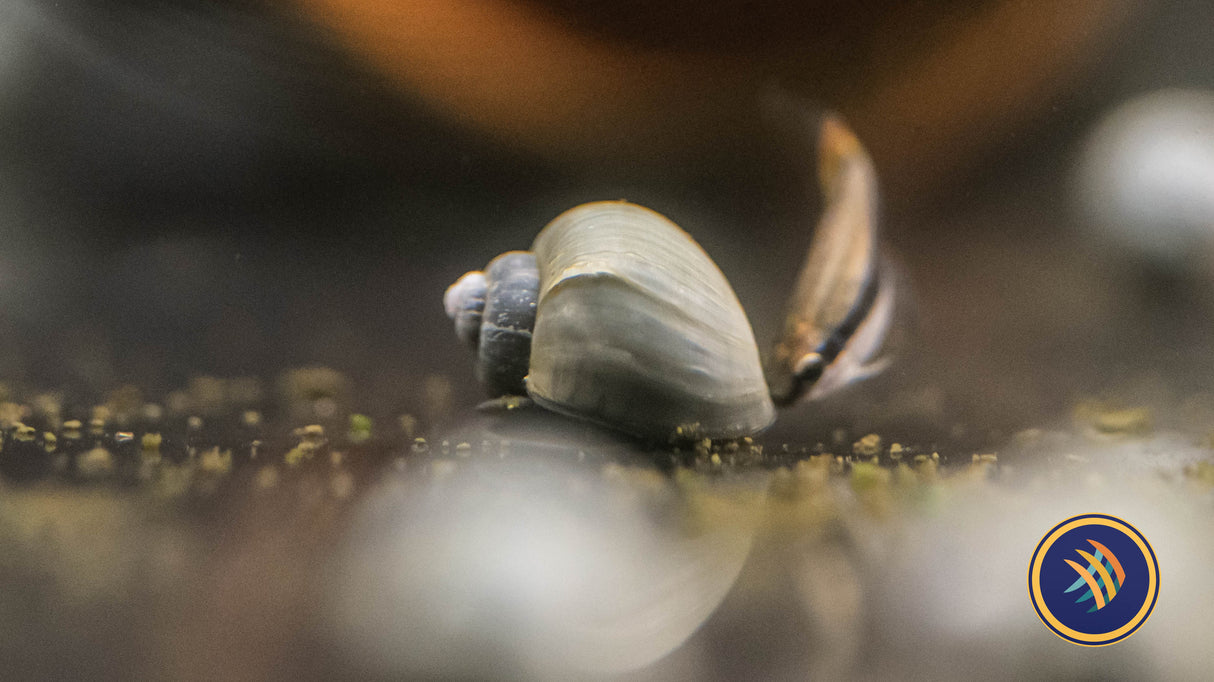 Mystery Snails Snails Shrimp Crayfish Crabs 