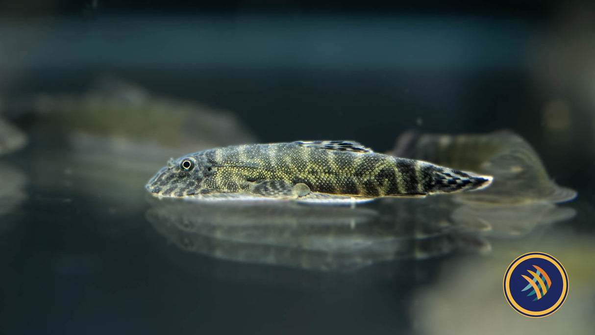 Neon Borneo Sucker (Gastromyzon lepidogaster)