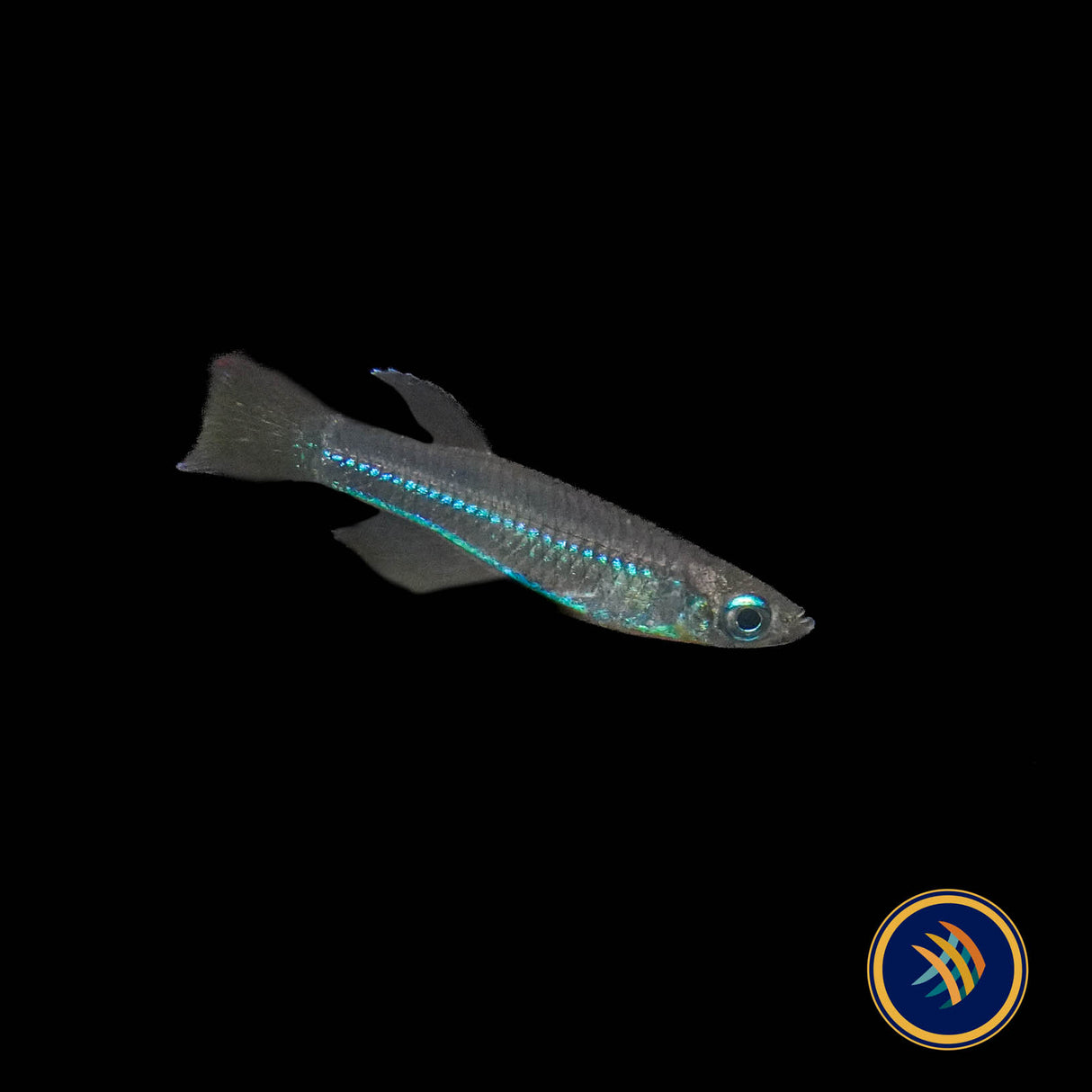 Neon Stripe Lampeye (poropanchax macrophthalmus) 2.5cm | Rainbowfish Killifish & Danios | Largest Tropical Fish Selection at Your Local Fish Store