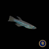 Neon Stripe Lampeye (poropanchax macrophthalmus) 2.5cm | Rainbowfish Killifish & Danios | Largest Tropical Fish Selection at Your Local Fish Store