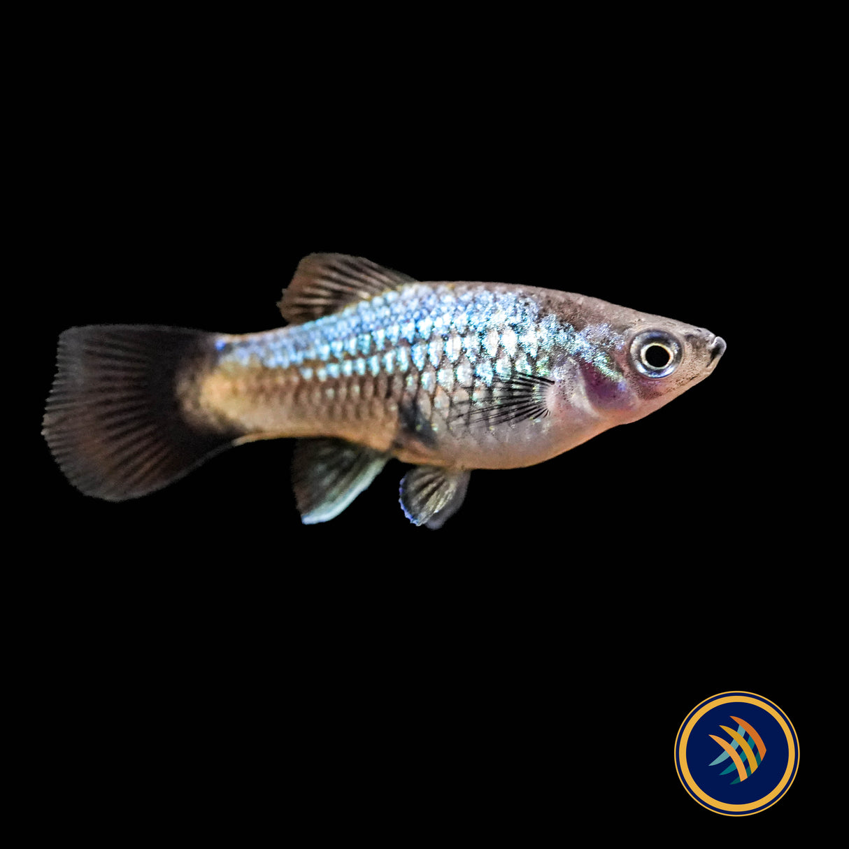 Neon Wagtail Platy (Xiphophorus maculatus) 3.5cm