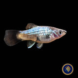 Neon Wagtail Platy (Xiphophorus maculatus) 3.5cm