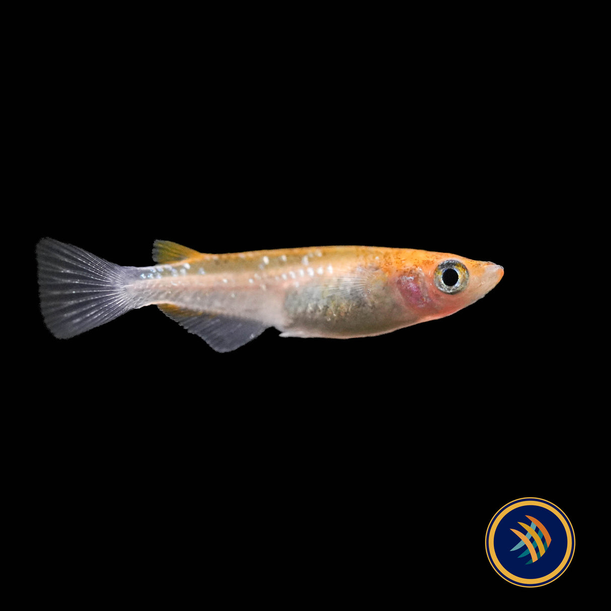 Nishiki Black & Yellow Medaka Rice Fish (Oryzias latipes)