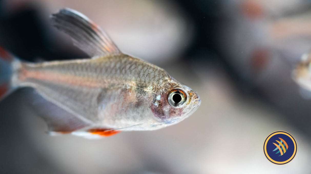 Ornate Tetra (Hyphessobrycon Robertsi) 2-4cm Tetras Rasboras & Pencilfish Ornate Tetra (Hyphessobrycon Robertsi) 2-4cm