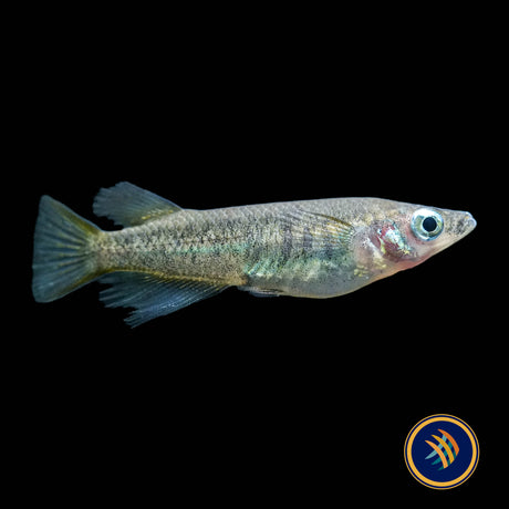 Oryzias eversi Rice Fish