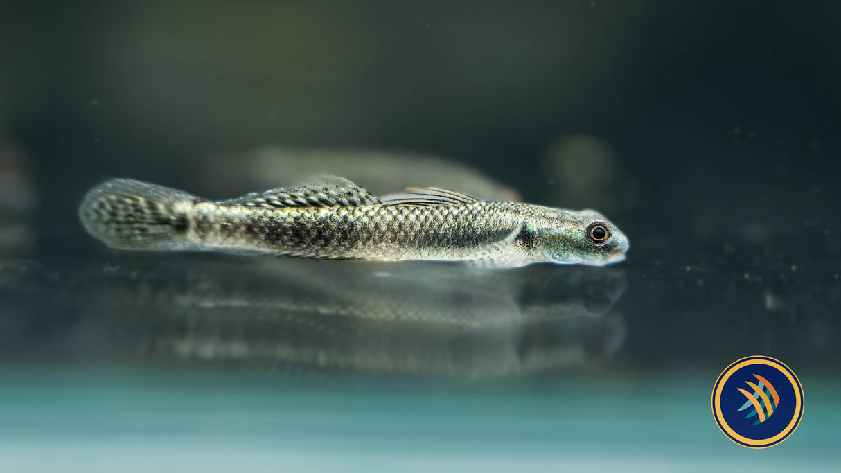 Palauan Riffle Dwarf Goby (Stiphodon pelewensis) 3-4cm