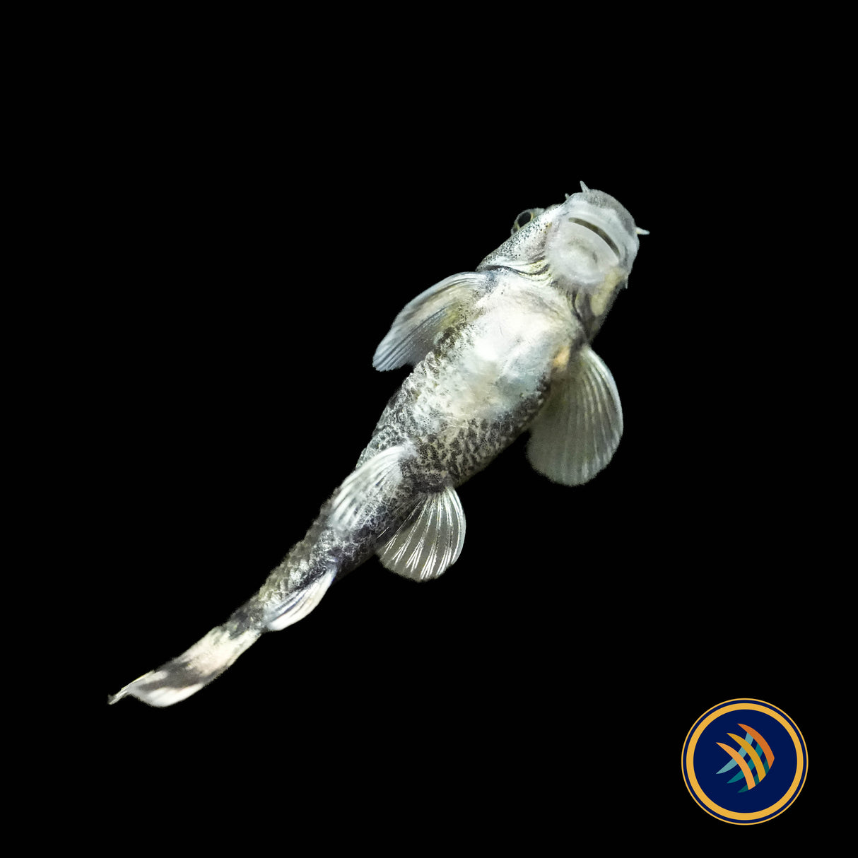 Panda Garra (Garra flavatra) | Other Livestock | Largest Tropical Fish Selection at Your Local Fish Store
