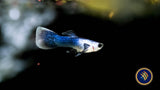 Panda (Mini) Guppy Pair | Livebearers | Largest Tropical Fish Selection at Your Local Fish Store