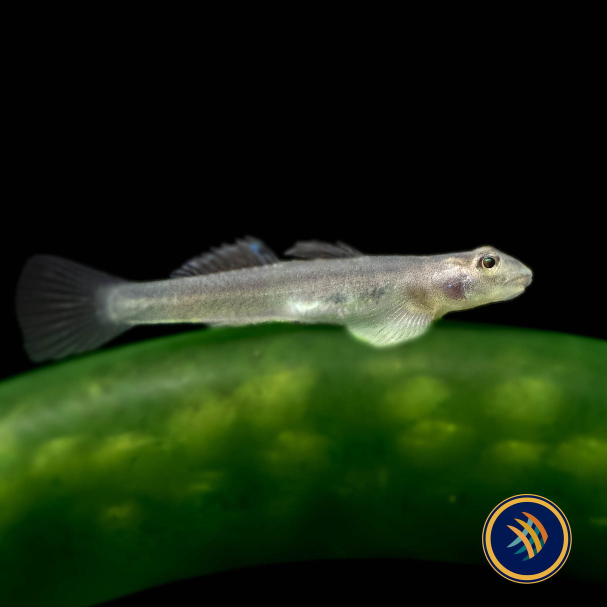 Papuan Red Goby (Lentipes cf. multiradiatus) | Other Livestock | Largest Tropical Fish Selection at Your Local Fish Store