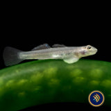 Papuan Red Goby (Lentipes cf. multiradiatus) | Other Livestock | Largest Tropical Fish Selection at Your Local Fish Store