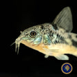 Peppered Cory (Corydoras paleatus) | Catfish Loaches & Plecos | Largest Tropical Fish Selection at Your Local Fish Store