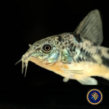Peppered Cory (Corydoras paleatus) | Catfish Loaches & Plecos | Largest Tropical Fish Selection at Your Local Fish Store
