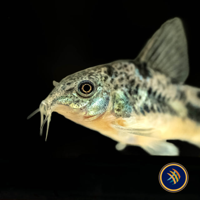 Peppered Cory (Corydoras paleatus) | Catfish Loaches & Plecos | Largest Tropical Fish Selection at Your Local Fish Store