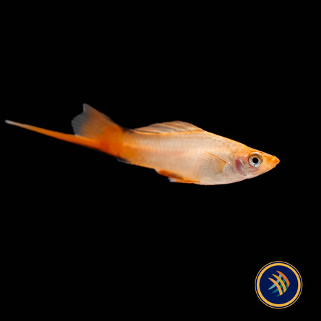 Pink Comet Swordtail (Xiphophorus helleri) 4.5cm | Livebearers | Largest Tropical Fish Selection at Your Local Fish Store