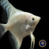 Platinum Angelfish (Pterophyllum scalare) | Cichlids Badis & Gouramis | Largest Tropical Fish Selection at Your Local Fish Store