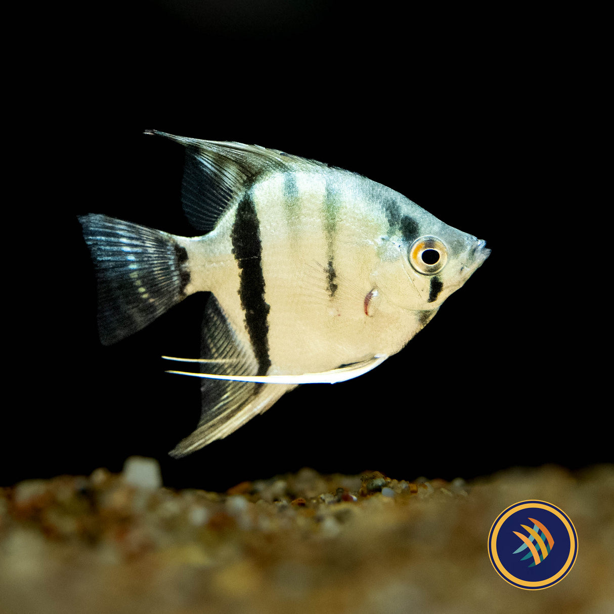 Premium Assorted Angelfish | Cichlids Badis & Gouramis | Largest Tropical Fish Selection at Your Local Fish Store