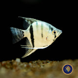 Premium Assorted Angelfish | Cichlids Badis & Gouramis | Largest Tropical Fish Selection at Your Local Fish Store