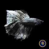 Premium Halfmoon Betta
