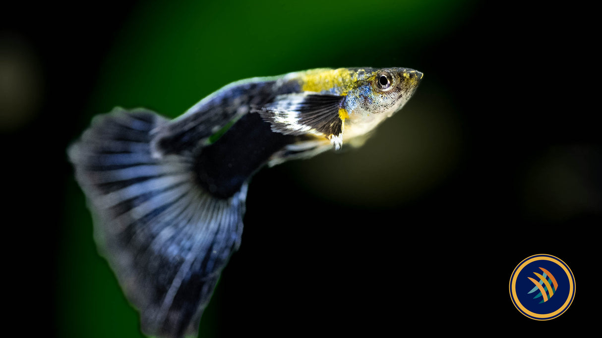 Fancy Guppy Pair Purple Blue Dragon Livebearers Fancy Guppy Pair Purple Blue Dragon