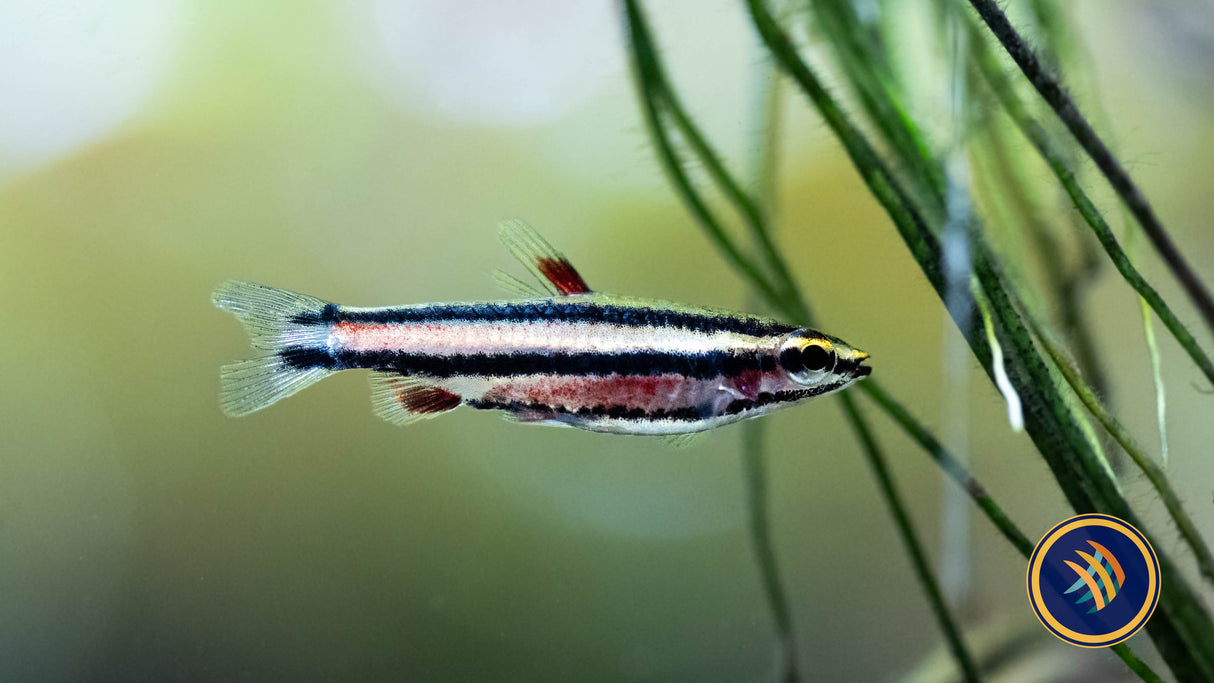 Purple Pencilfish (Nannostomus Rubrocaudatus) Aquarium Glaser Tetras Rasboras & Pencilfish Purple Pencilfish (Nannostomus Rubrocaudatus) Aquarium Glaser