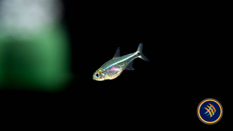 Purple Tetra  (Hyphessobrycon metae)