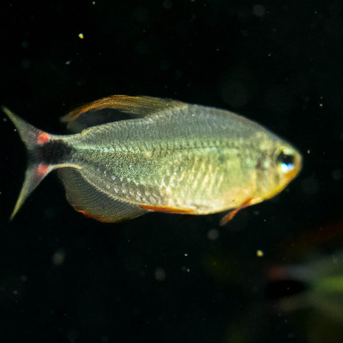 Raccoon Tetra (Hyphessobrycon Procyon) 3cm Aquarium Glaser – Your Local ...