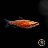 Really Red Pencilfish (Nannostomus sp. Rio Amaya) Medium - Aquarium Glaser | Tetras Rasboras & Pencilfish | Largest Tropical Fish Selection at Your Local Fish Store