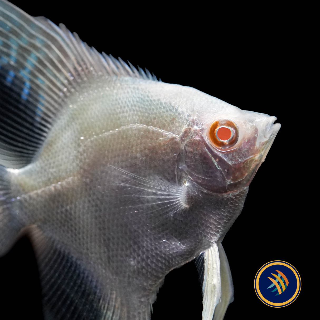 Red Eye Golden Angelfish (Pterophyllum scalare)