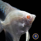 Red Eye Golden Angelfish (Pterophyllum scalare)