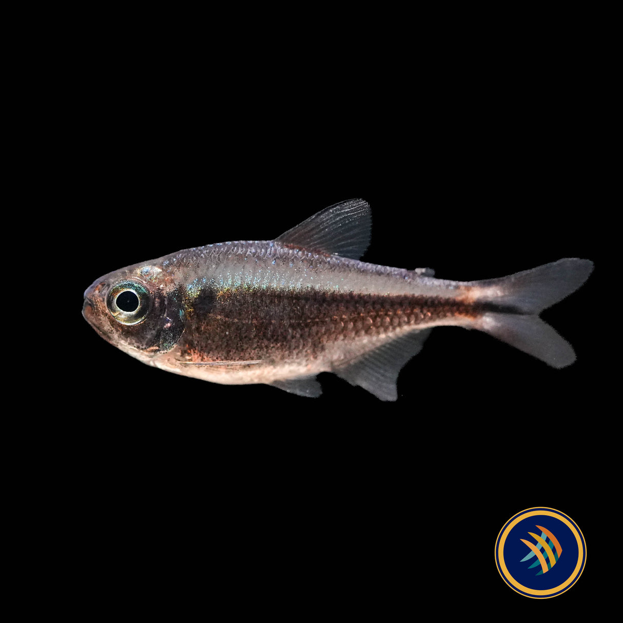 Red Moenkhausia / Rubra Tetra (Moenkhausia rubra)