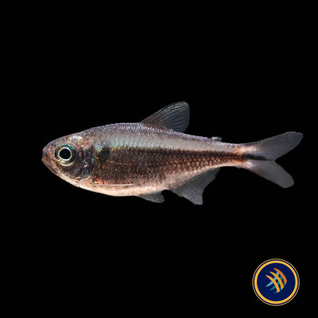 Red Moenkhausia / Rubra Tetra (Moenkhausia rubra)