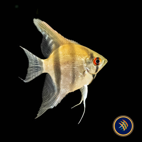 Red Neck Tucano Angelfish (Pterophyllum scalare) 4-5cm | Cichlids Badis & Gouramis | Largest Tropical Fish Selection at Your Local Fish Store