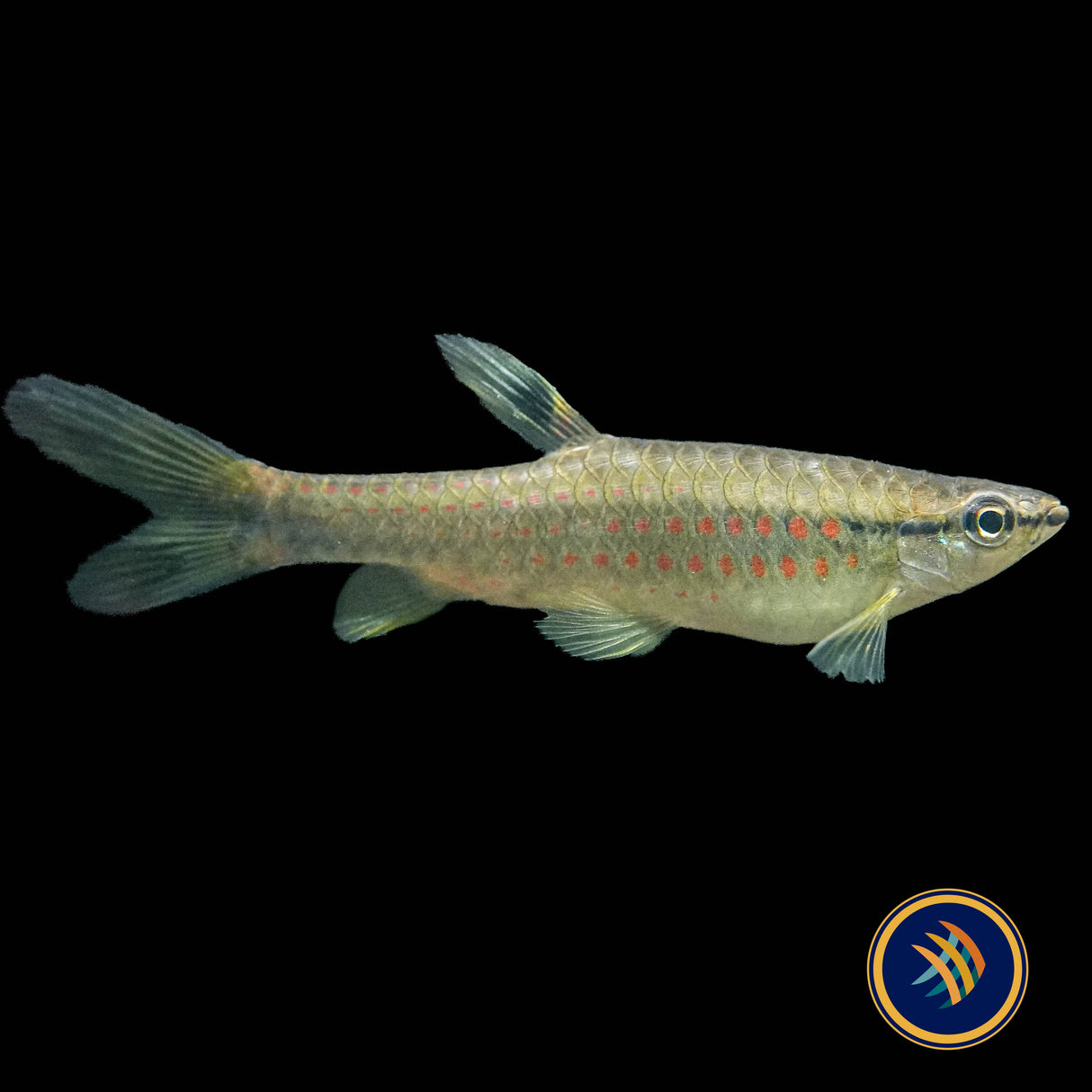 Red Spotted Splashing Tetra (Pyrrhulina obermulleri)