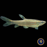 Red Spotted Splashing Tetra (Pyrrhulina obermulleri)
