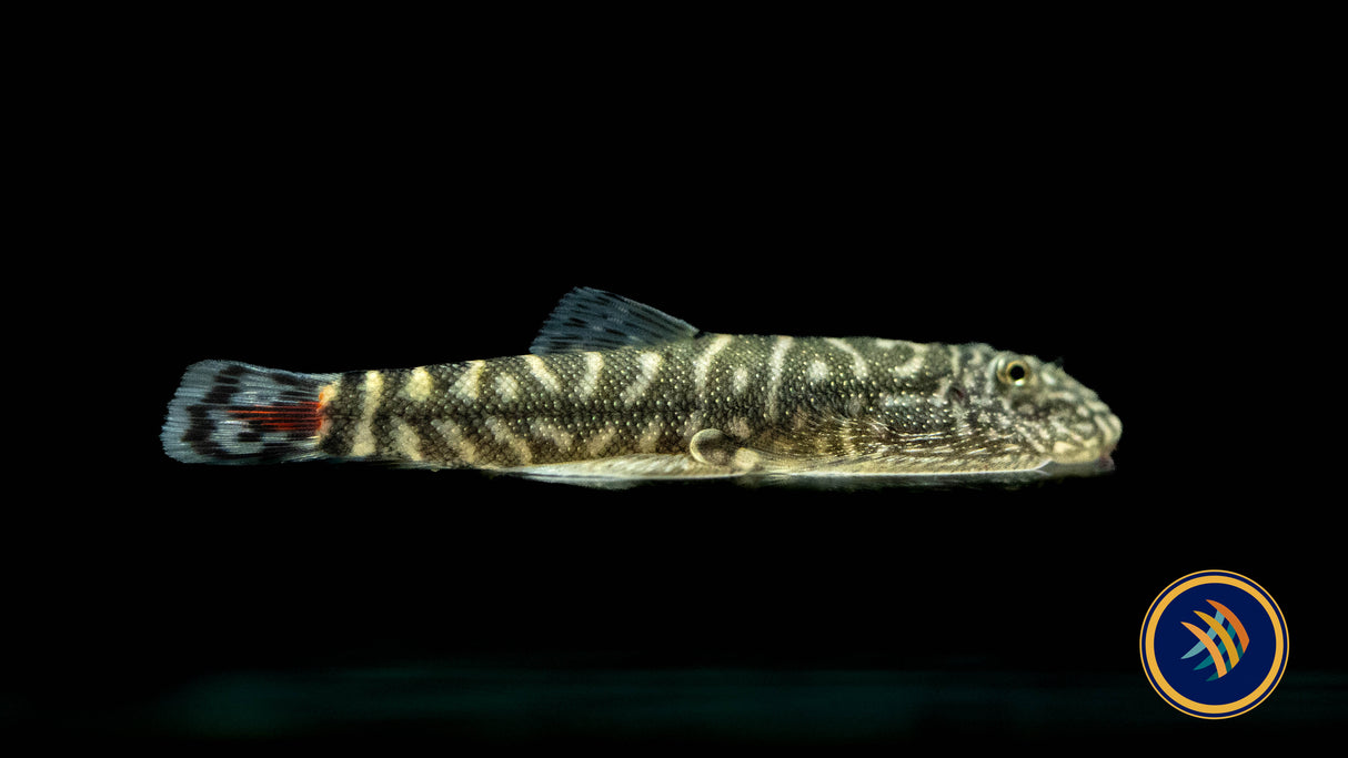 Borneo Sucker Redtail Hillstream Loach (gastromyzon borneenis) Catfish Loaches & Plecos 