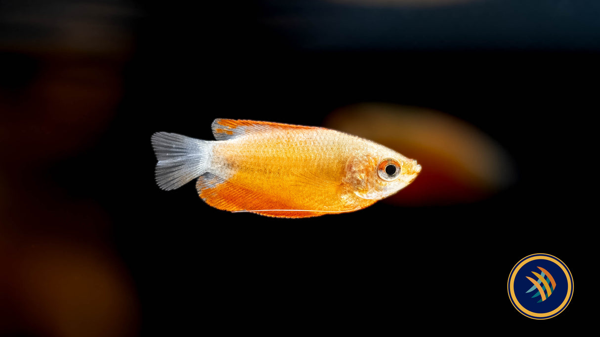 Red Thick Lipped Gourami 4cm Cichlids Badis & Gouramis 