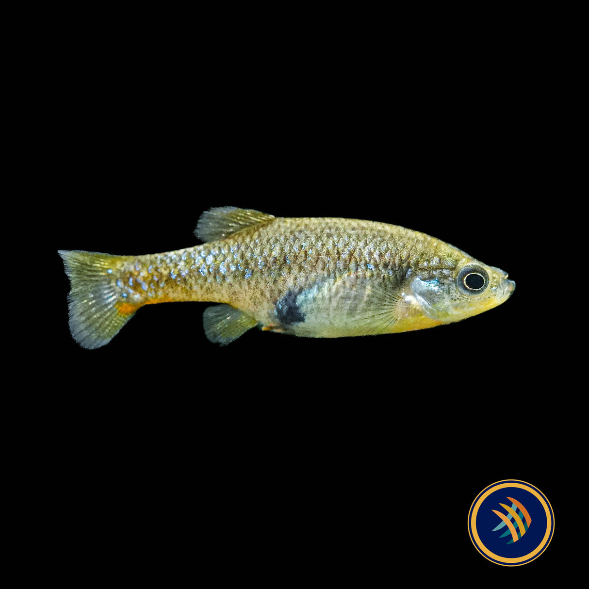Redtail Goodied (Xenotoca eiseni) 