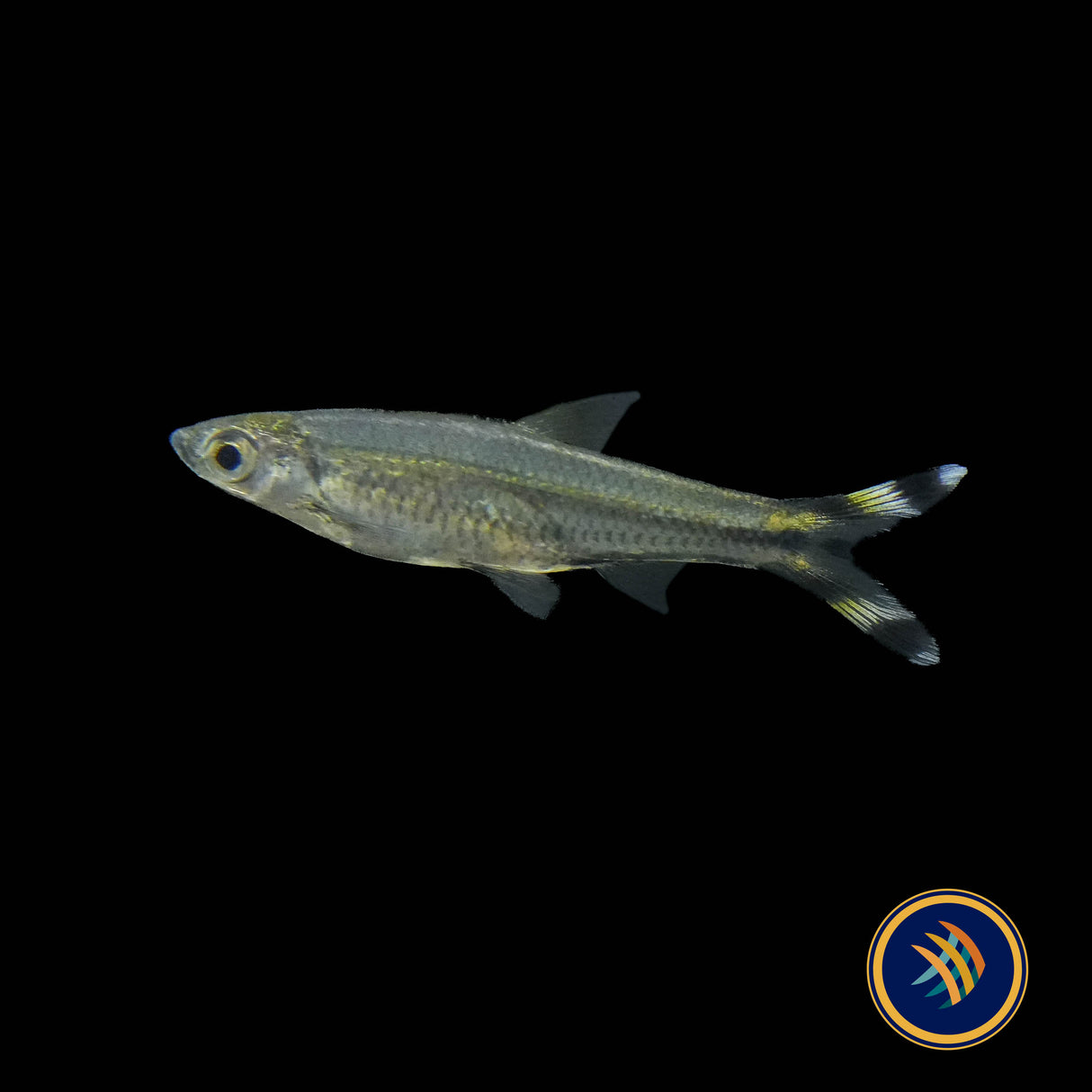 Scissortail Rasbora (Rasbora trilineata) 2.5-3cm