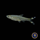Scissortail Rasbora (Rasbora trilineata) 2.5-3cm