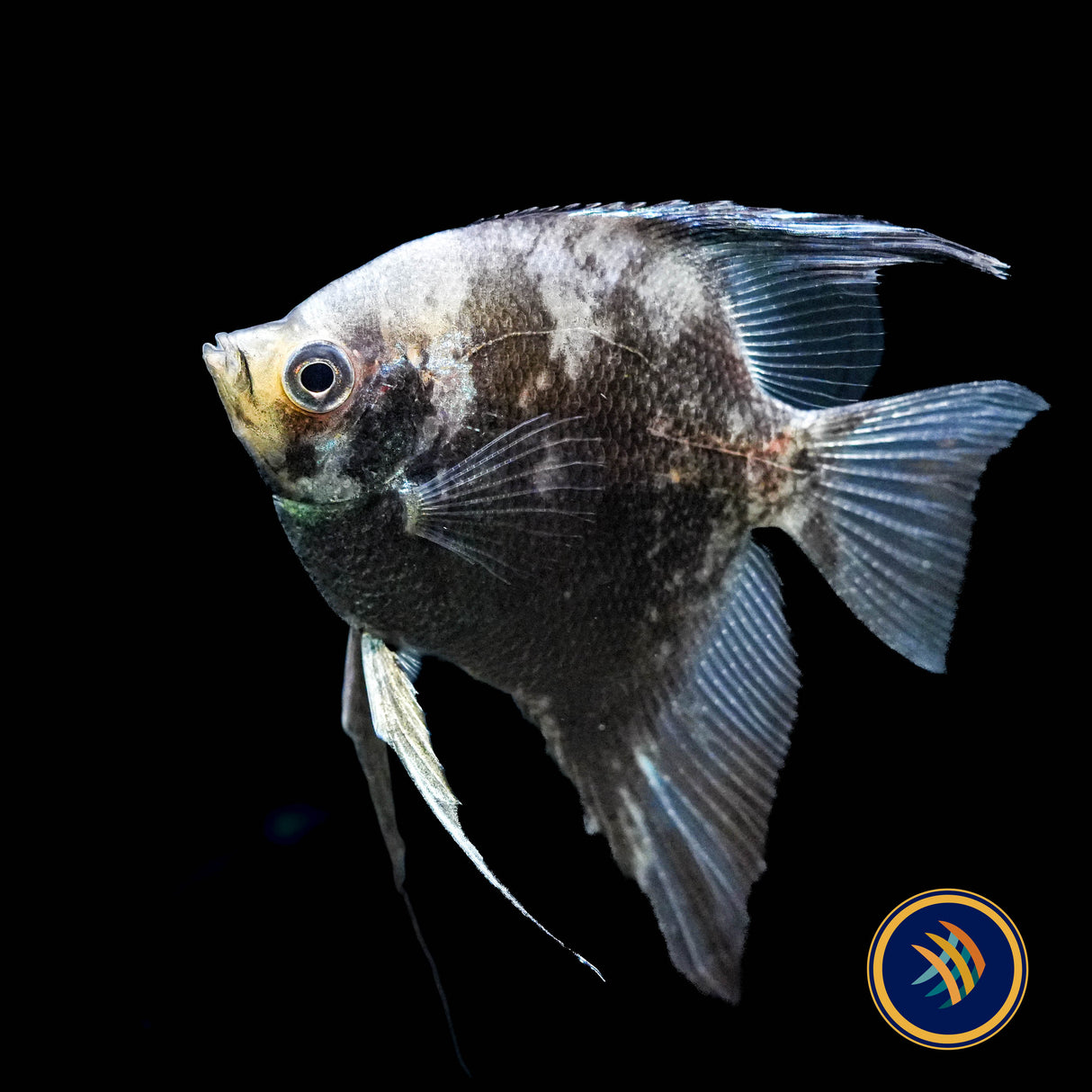 Smokey Blue Paraiba Angelfish (Pterophyllum scalare)