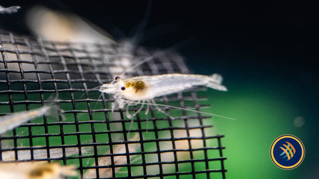 Snowball Shrimp Neocaridina davidi var. “Snowball Snails Shrimp Crayfish Crabs Snowball Shrimp Neocaridina davidi var. “Snowball