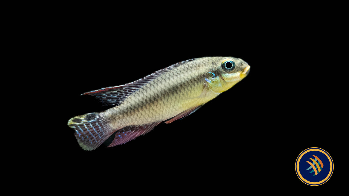 Striped Kribensis (Pelvicachromis taeniatus "Kienke") 3-5cm Aquarium Glaser