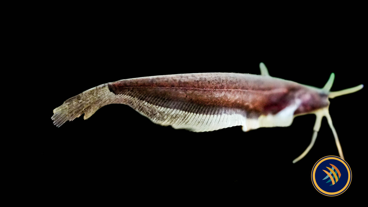 Sumatra Leaf Catfish (Silurichthys indragiriensis)
